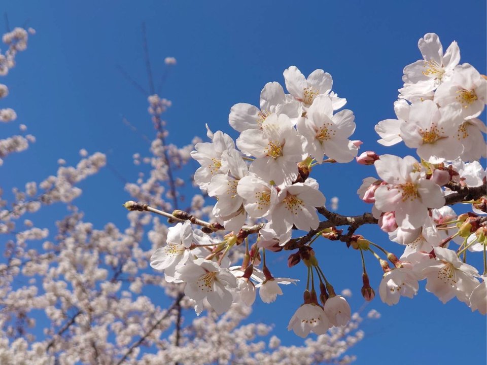 お花見速報|福島市・伊達郡・伊達市・二本松市・花見