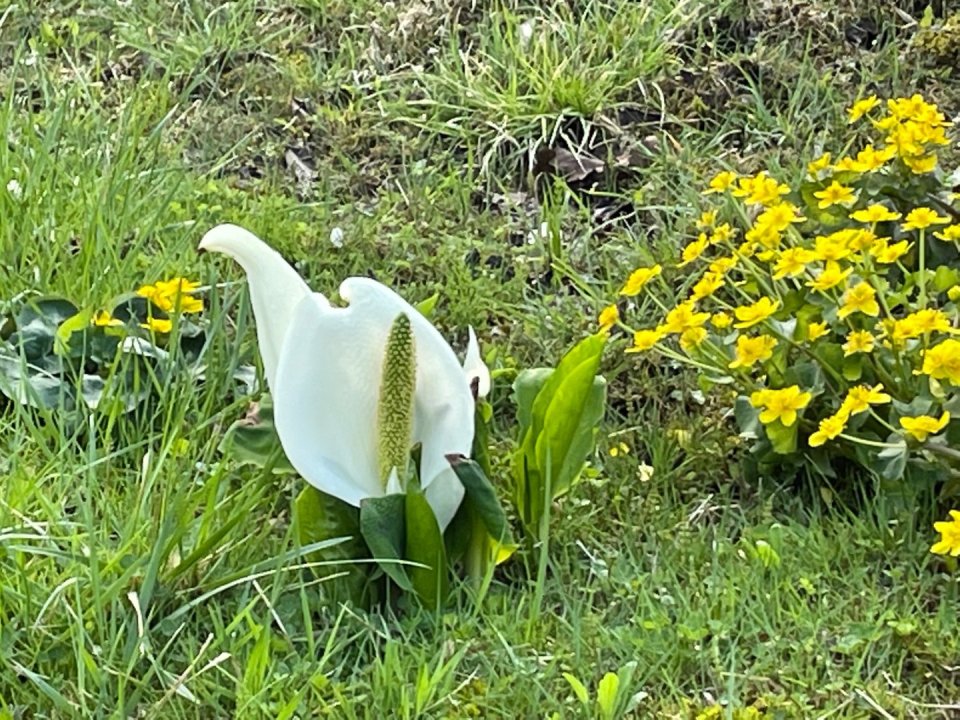 お花見速報|福島市・伊達郡・伊達市・二本松市・花見