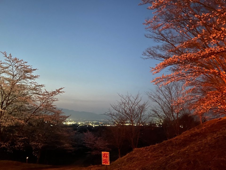 お花見速報|福島市・伊達郡・伊達市・二本松市・花見