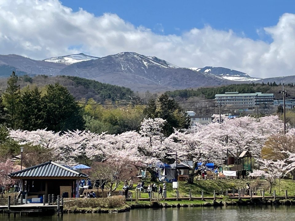 お花見速報|福島市・伊達郡・伊達市・二本松市・花見