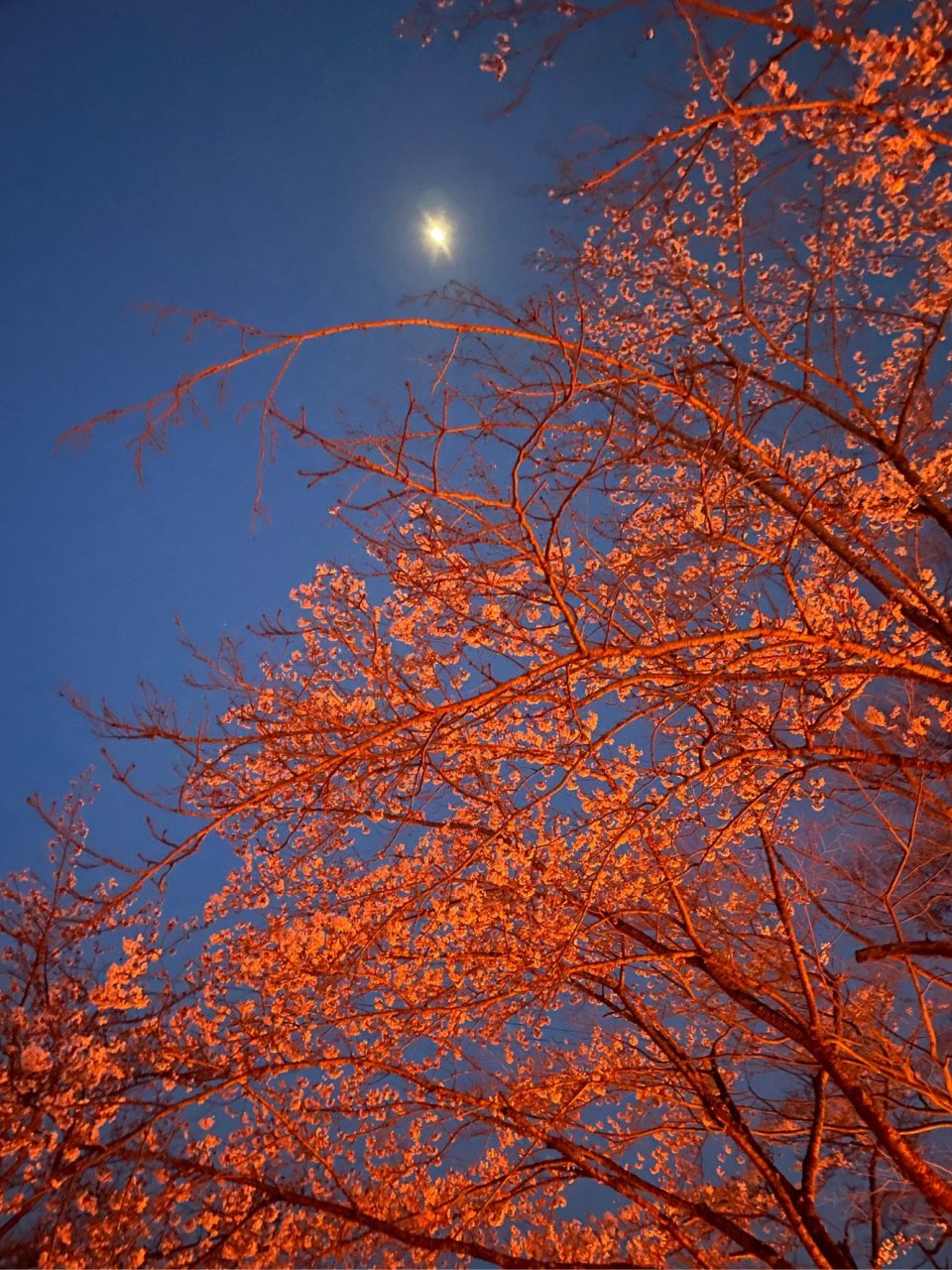 お花見速報|福島市・伊達郡・伊達市・二本松市・花見