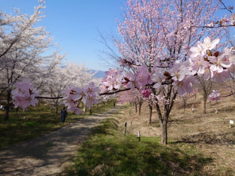 お花見速報|福島市・伊達郡・伊達市・二本松市・花見