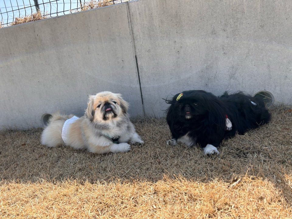 福島市の可愛いペット大集合! | I♥PETs(アイラブペット)