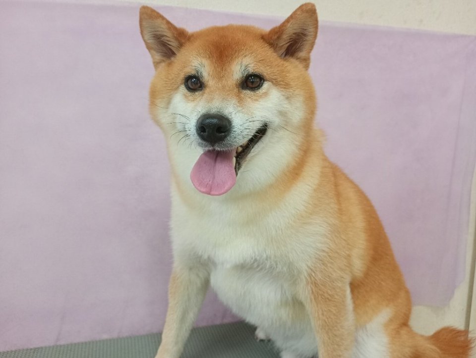 https://www.gurutto-fukushima.com/db_img/cl_img/836/news/images/app_vpDBlR_202609191803.jpg