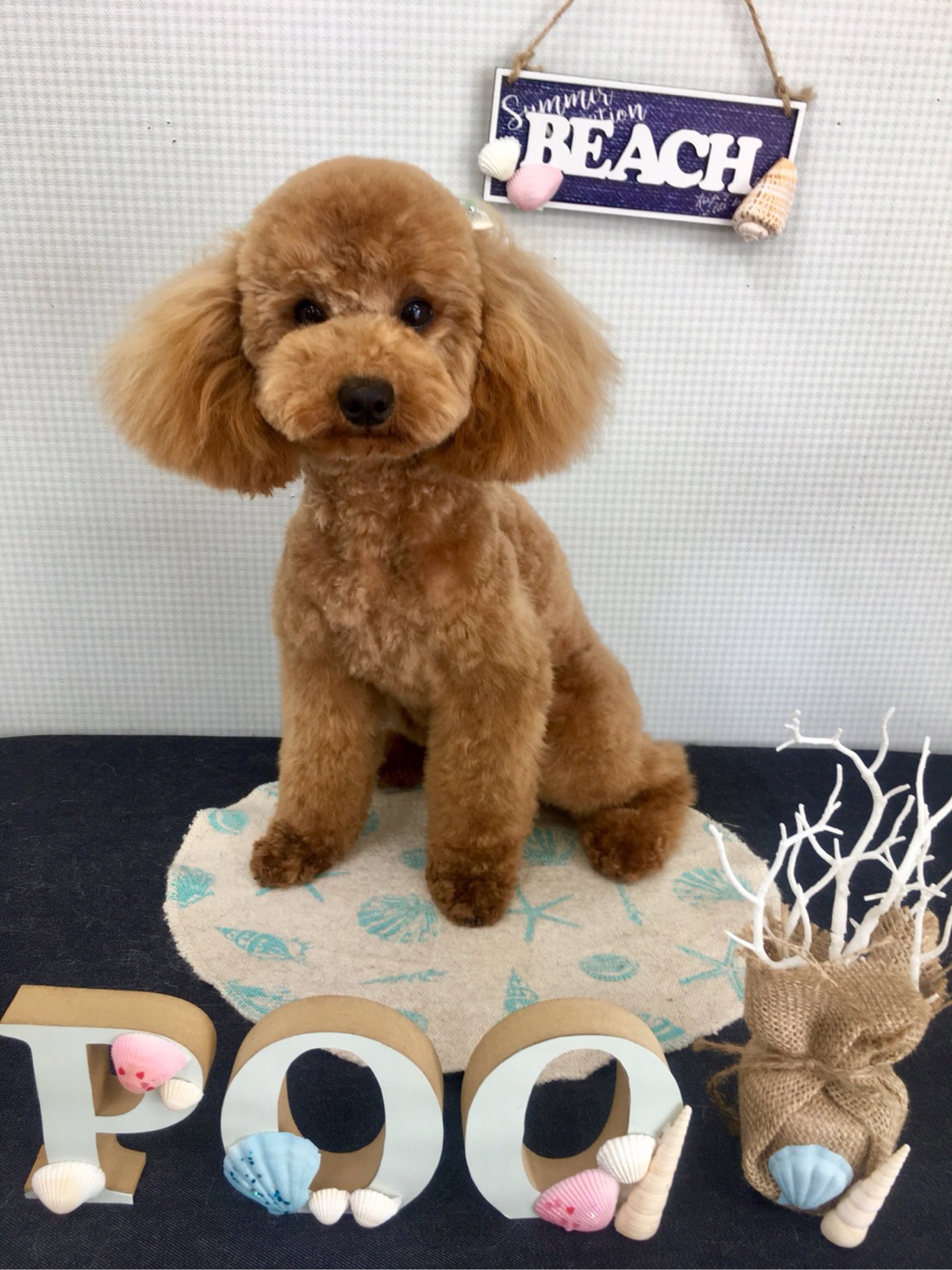 先日ご来店モデルちゃん こつぶちゃんฅu ﻌ Uฅ 2018 07 05 福島市のトリミングサロン 犬 の美容室poo プー ペットサロン ペットホテル 預かり おやつ