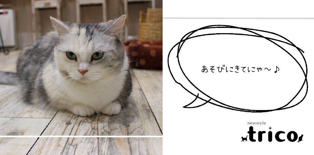 福島市鎌田のカフェ トリコ 猫cafe 猫と木 ぼく 福島県北最大級ポータル ぐるっと福島