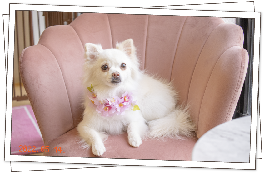 プティ看板犬写真