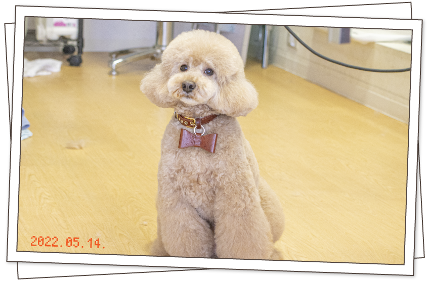 アルト看板犬写真