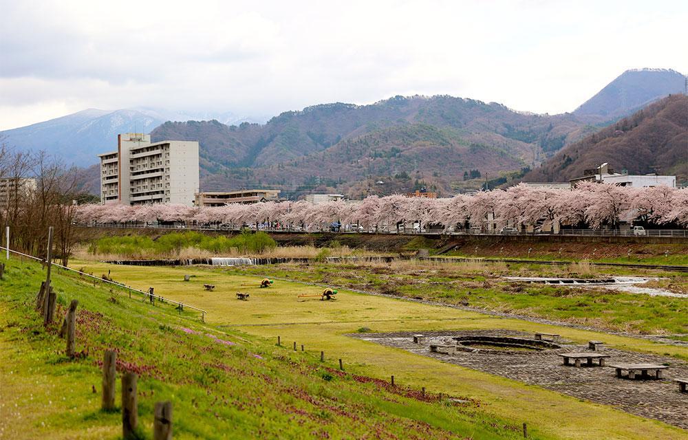 馬見ヶ崎さくらラインの桜 山形県山形市 婚活デートスポット 19 04 08 アエルふくしま 福島市 伊達市 二本松市 結婚相談所 婚活